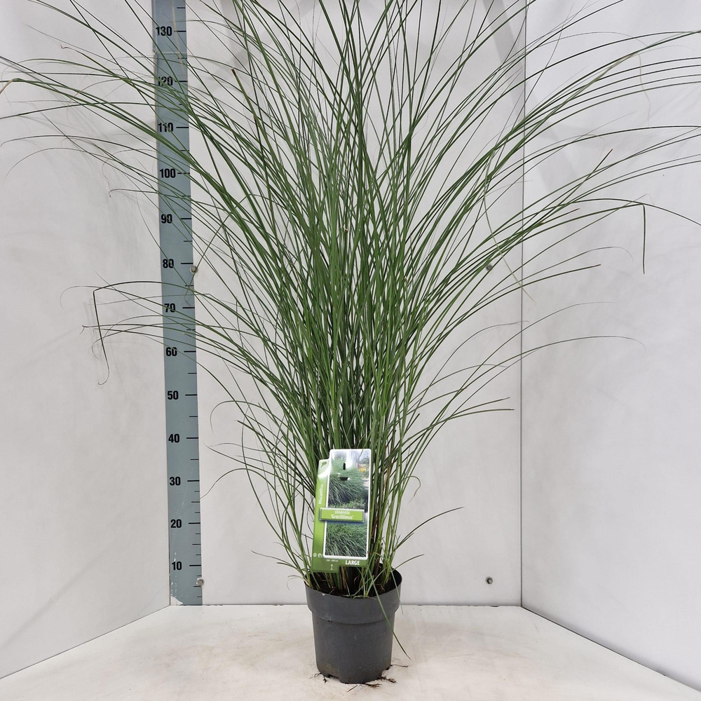 Miscanthus sin. 'Gracillimus'.
