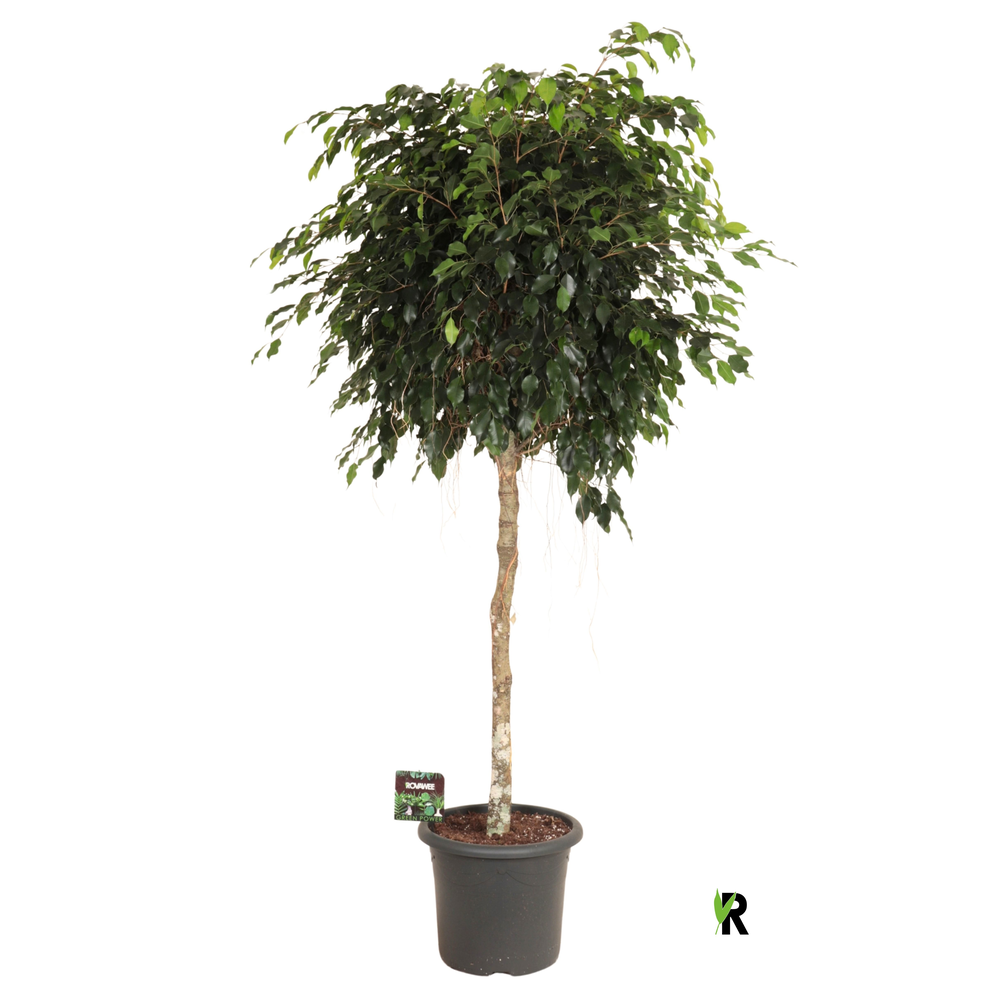 Ficus benj. Danielle op stam.