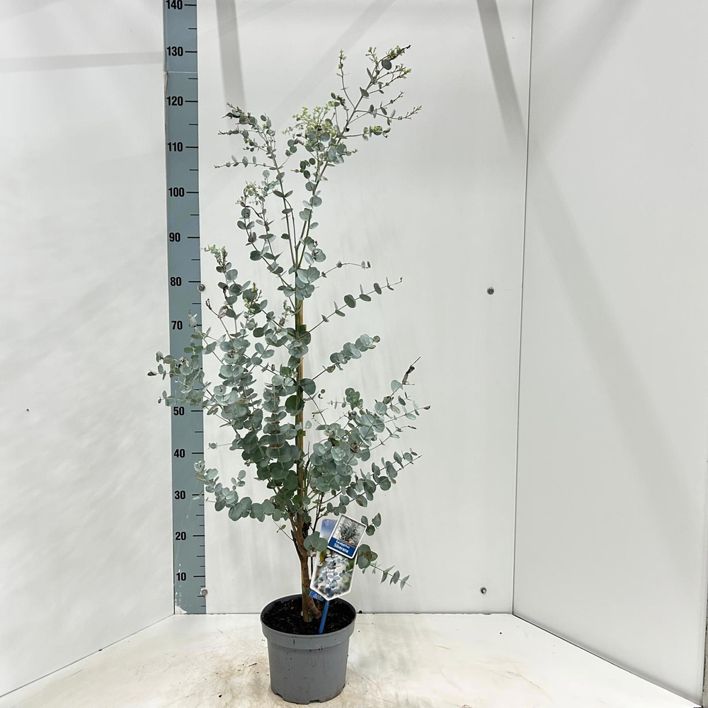 Eucalyptus gunnii Silverana ('Ion40'PBR).