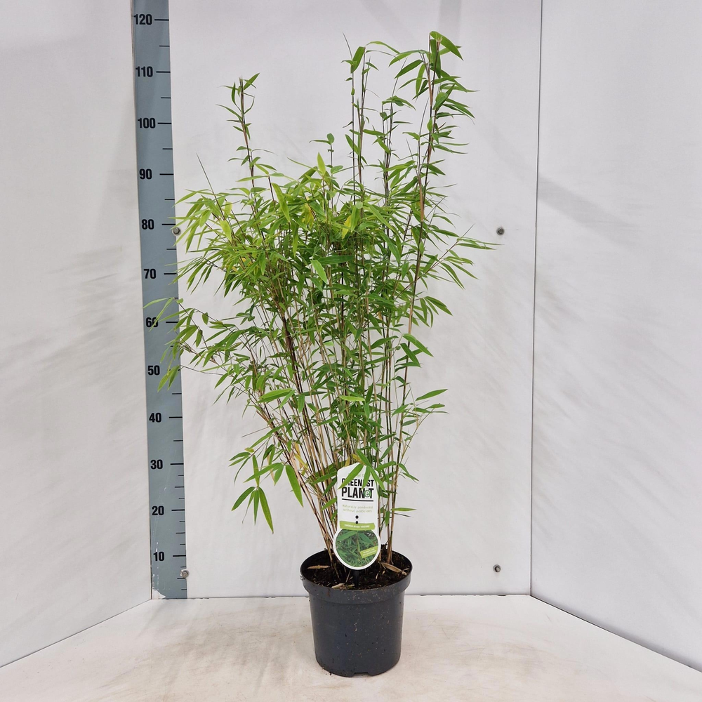 Fargesia 'Volcano'.