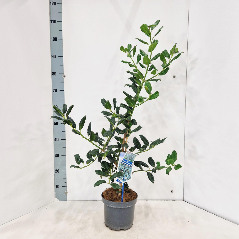 Ilex 'Nellie R. Stevens'.