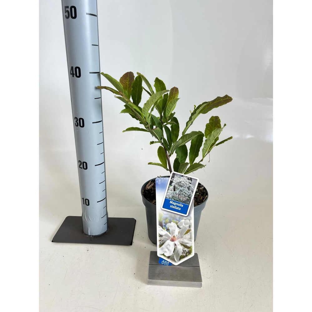 Magnolia stellata.