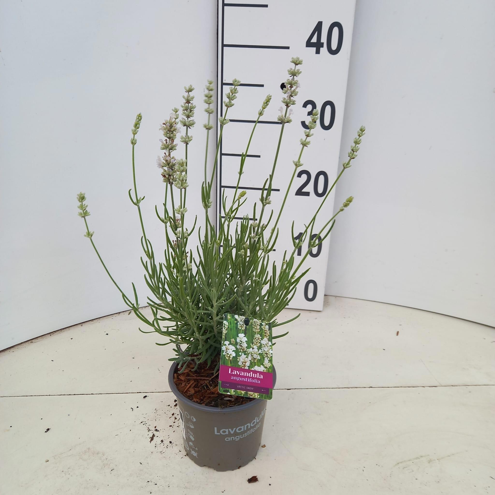 Lavandula angustifolia 'Artic Snow'.