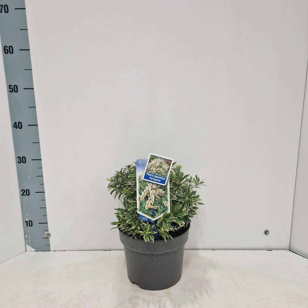 Pieris jap. ‘Variegata’.