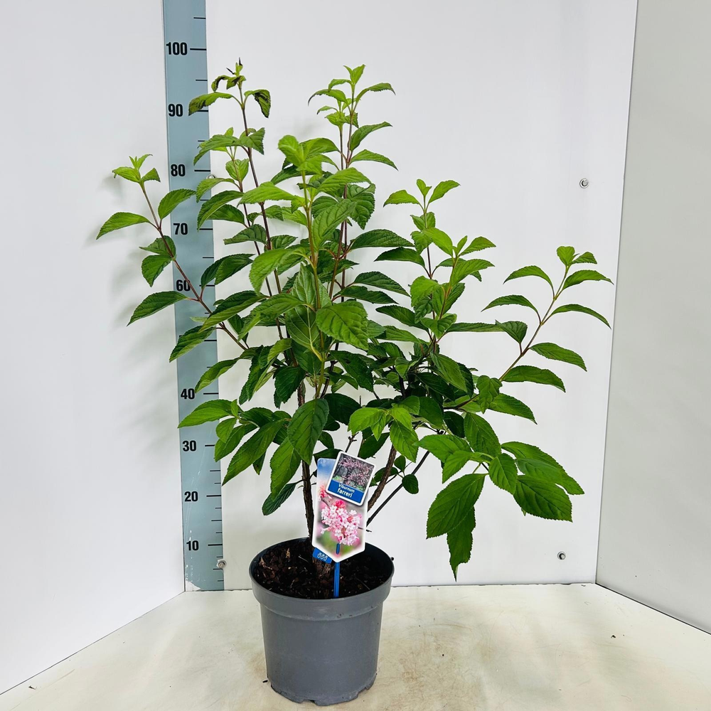 Viburnum farreri.