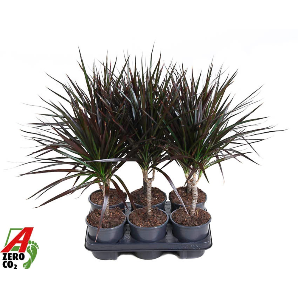 Dracaena Magenta 15cm stam P13.