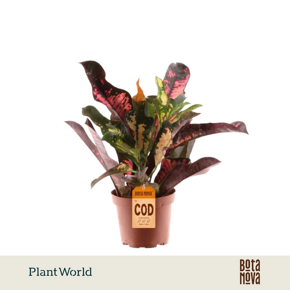 Croton Wilma kopstek.