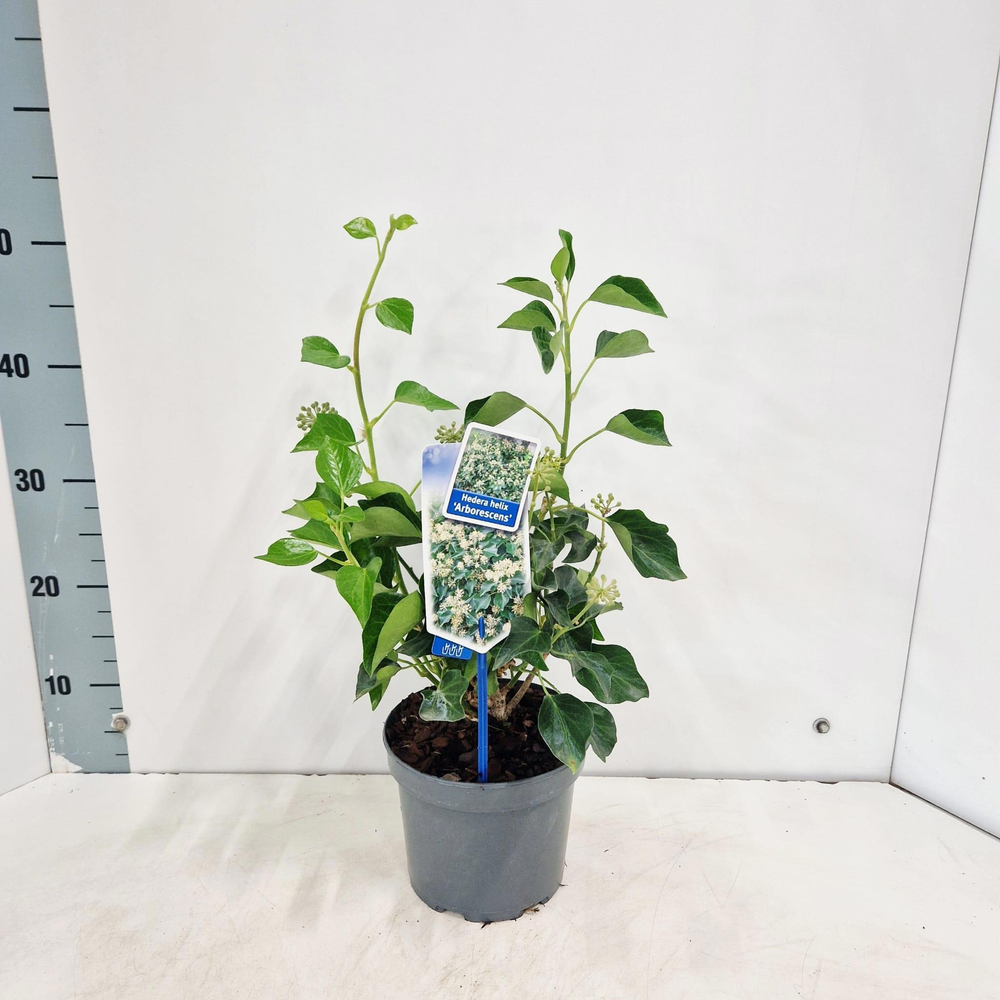 Hedera helix 'Arborescens'.