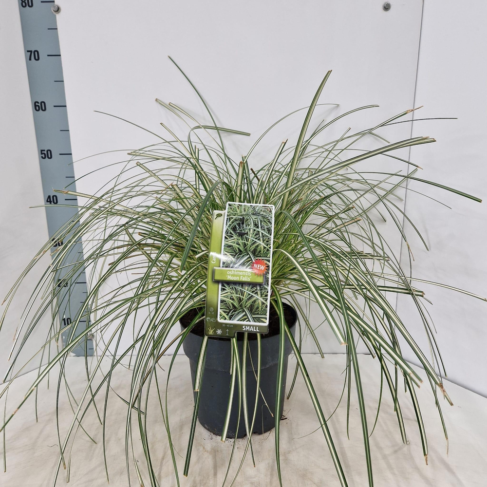 Carex 'Moon Falls' ('Et Crx 904'PBR).