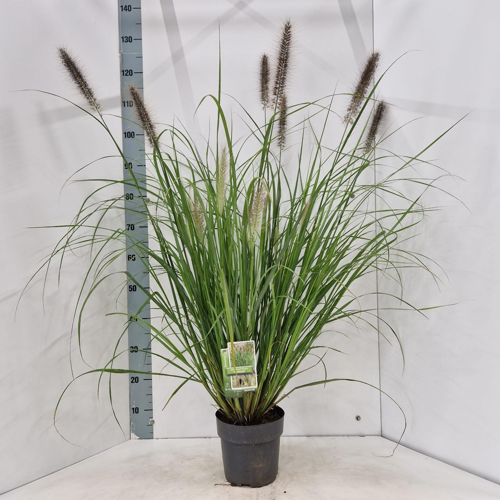 Pennisetum alopecuroides 'Red Head'.
