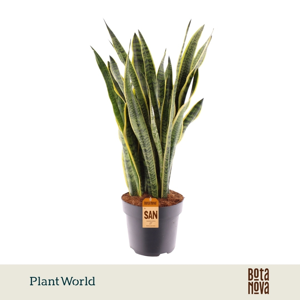 Sansevieria Laurentii.