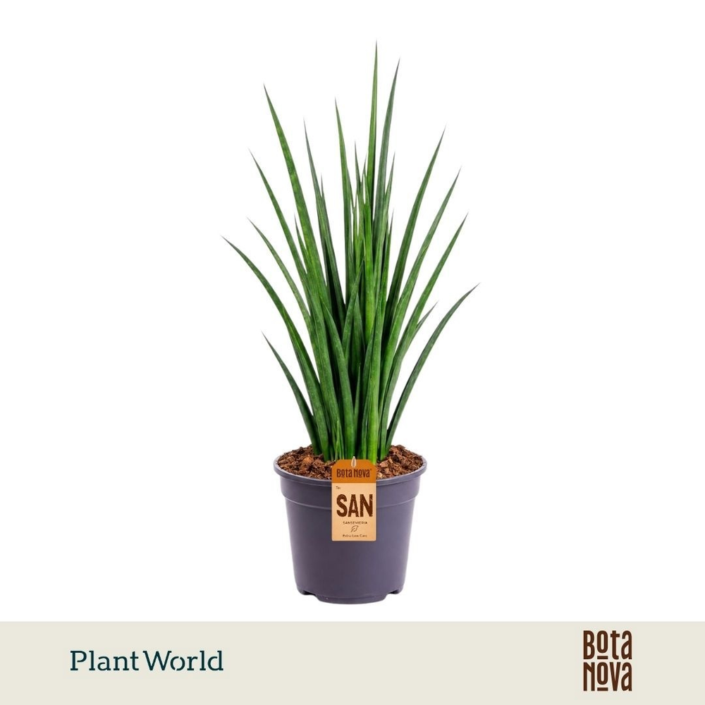 Sansevieria kirkii 'Friends'.