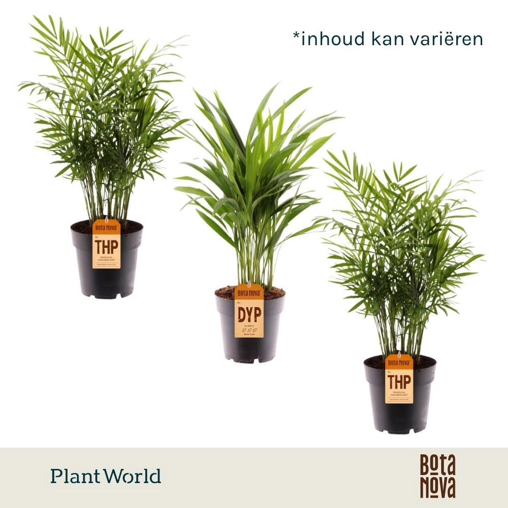 Palmen Mix XL.