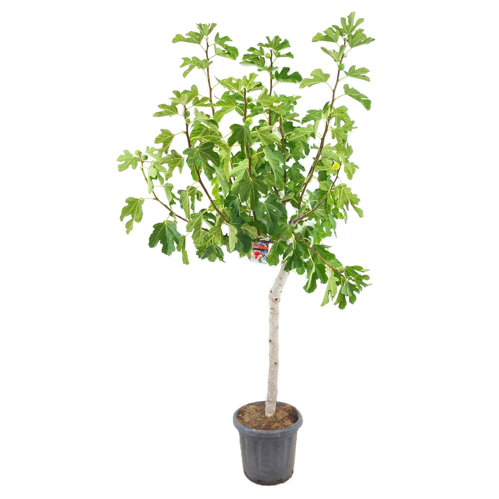 Ficus carica.