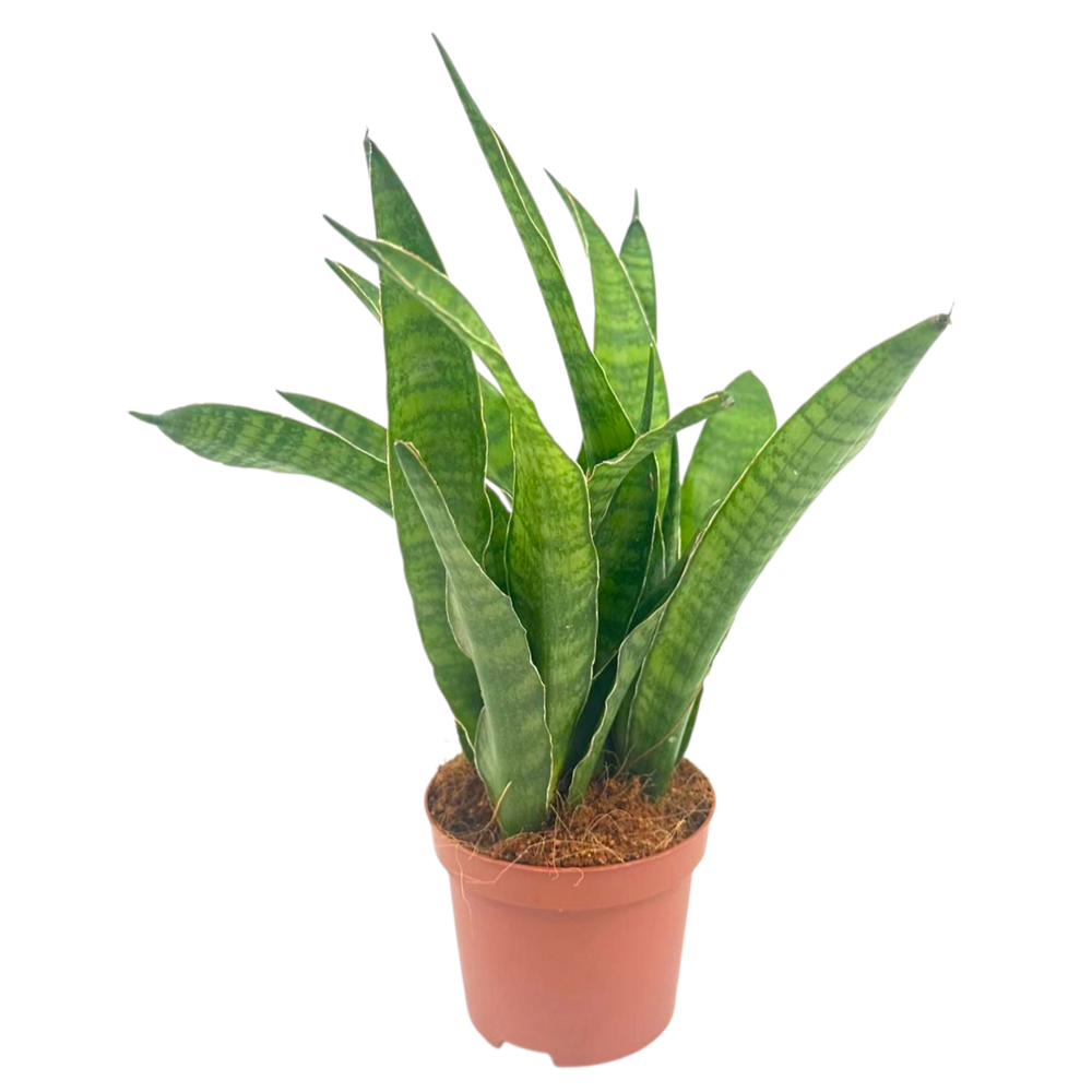 Sansevieria zeylanica green line 9 cm.