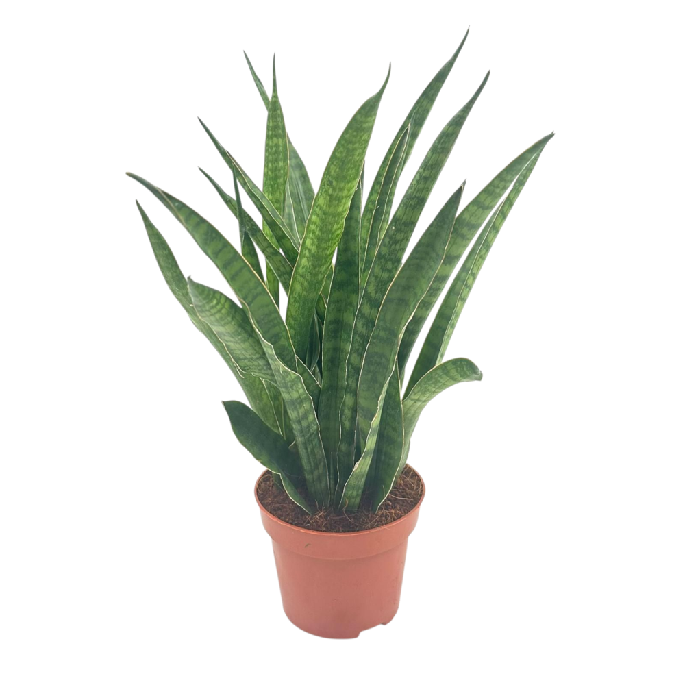 Sansevieria zeylanica green line 12 cm.