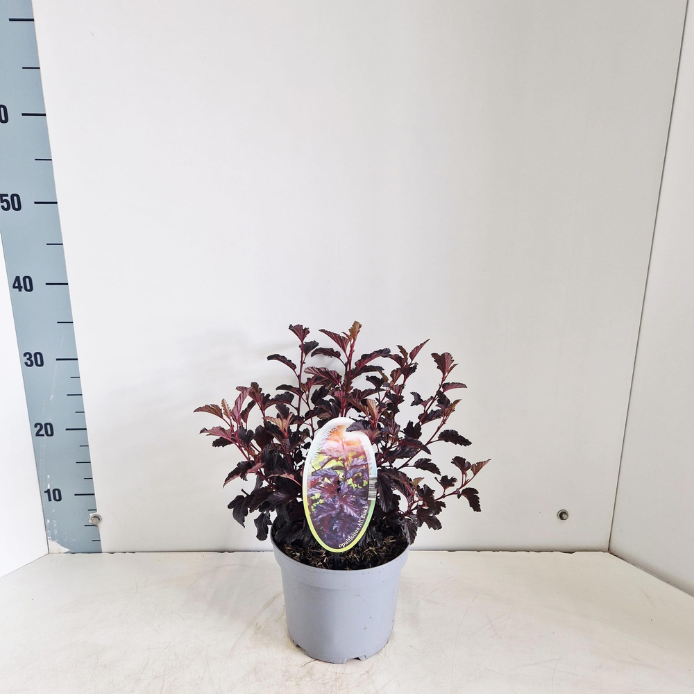 Physocarpus opulifolius All Black ('Minall2'PBR).