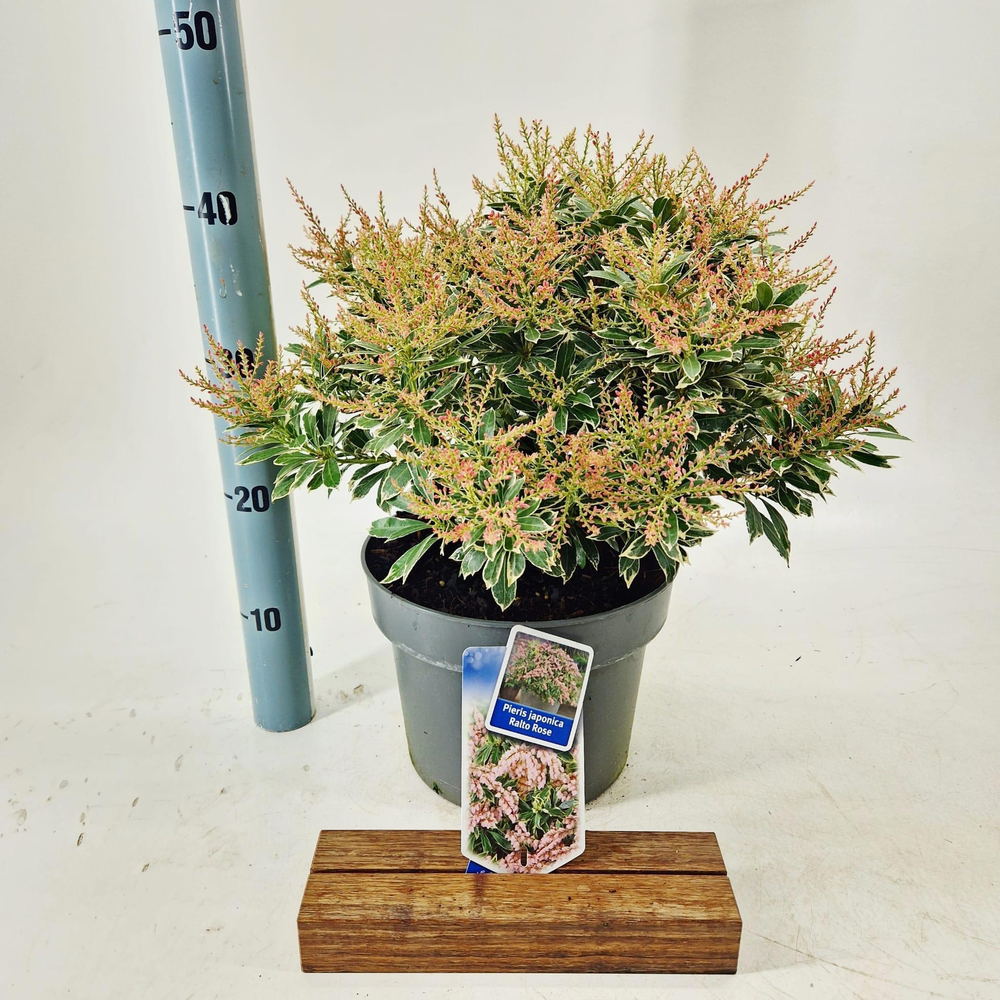 Pieris jap. Ralto Rose ('Opstal 60'PBR).