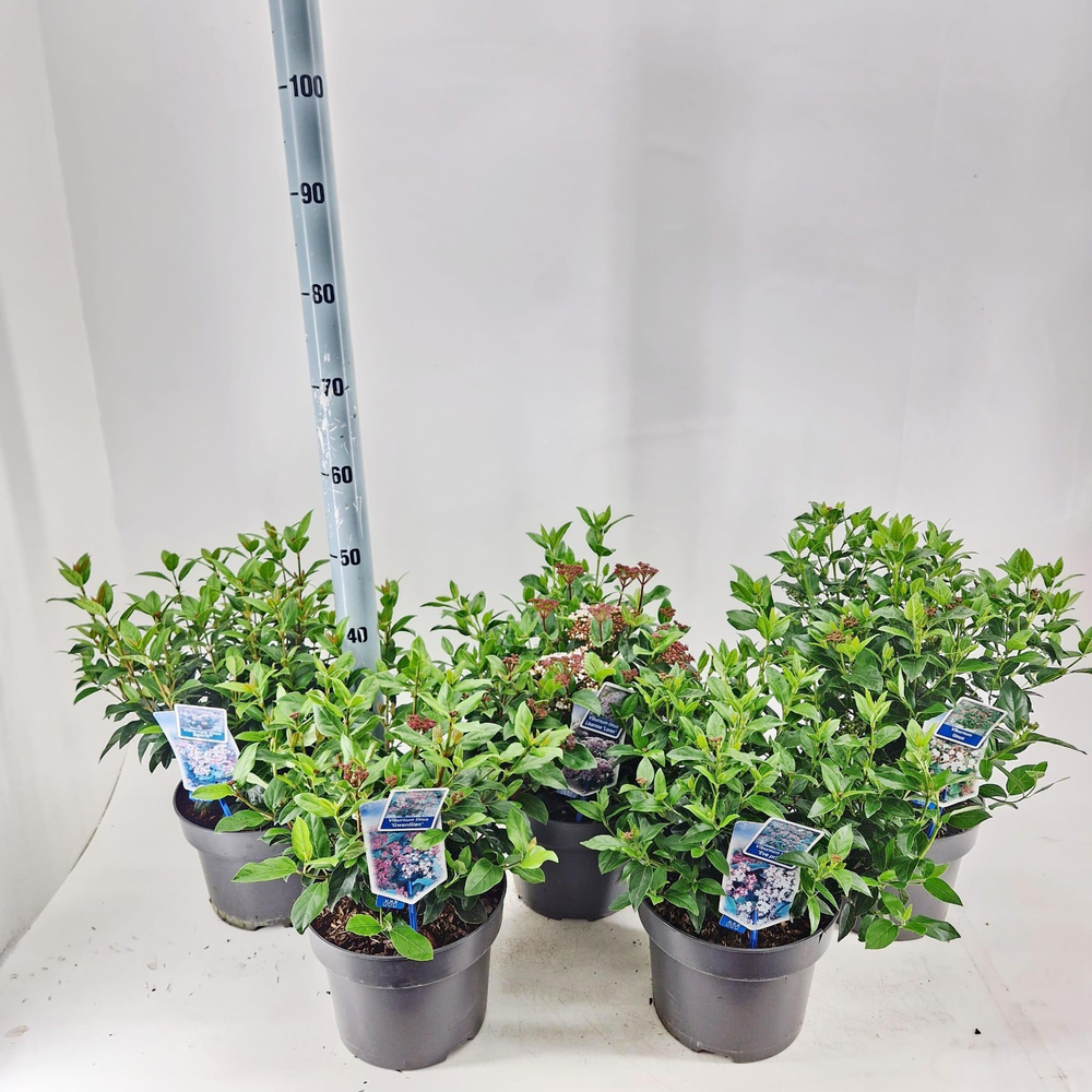 Viburnum tinus mix (minimum order one layer).
