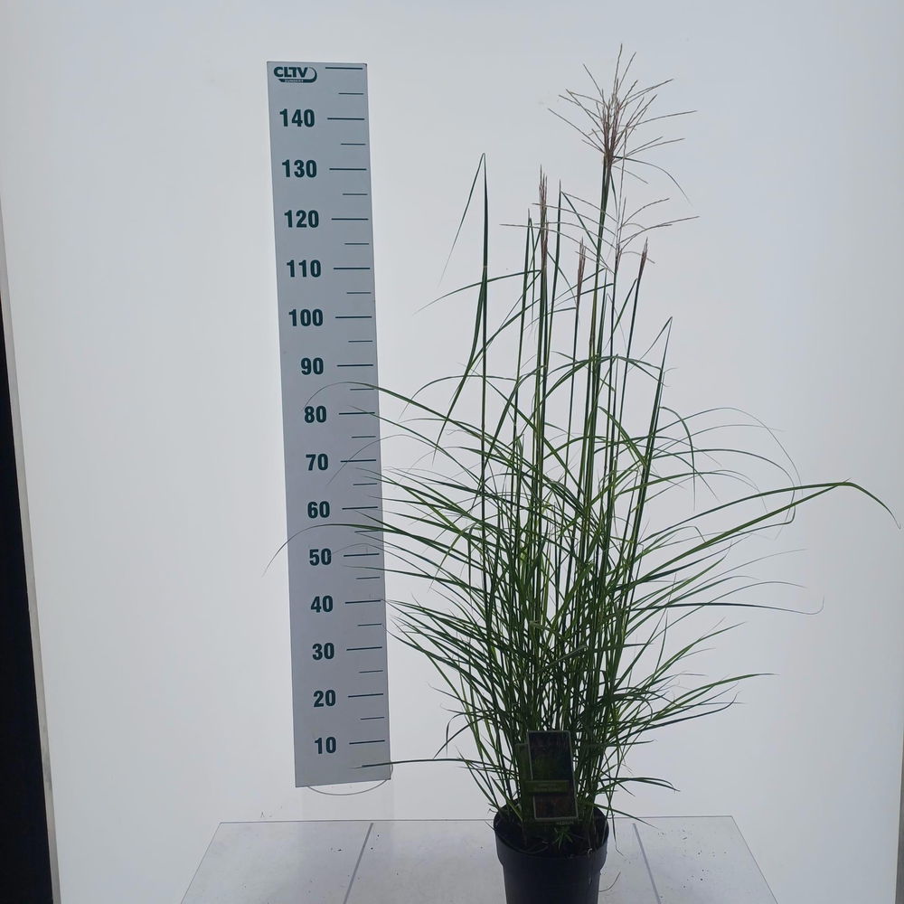 Miscanthus sin. 'Ferner Osten'.