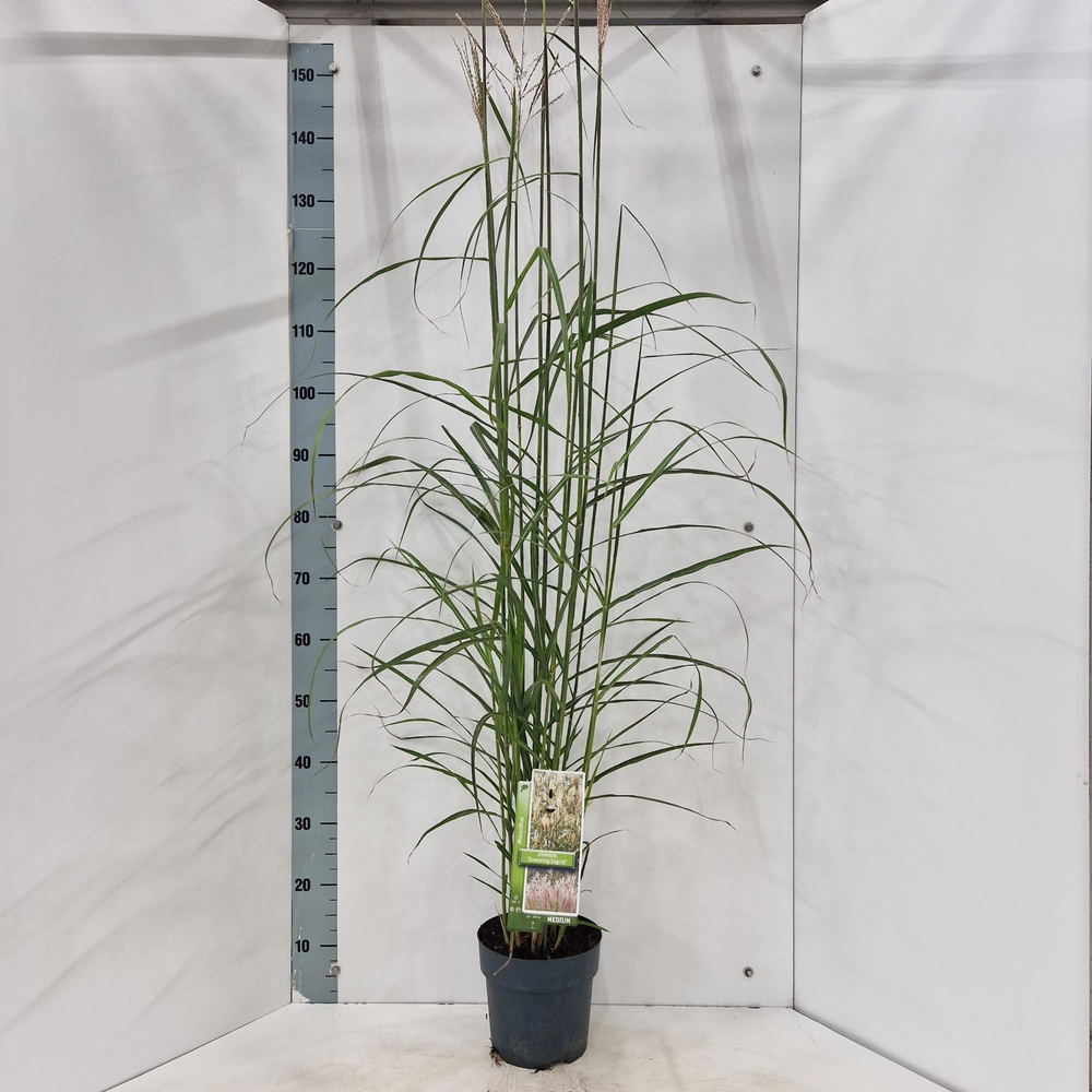 Miscanthus sin. 'Dronning Ingrid'.