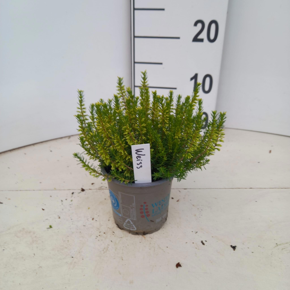 Erica carnea. Winter Ladies® 'Weiss'.