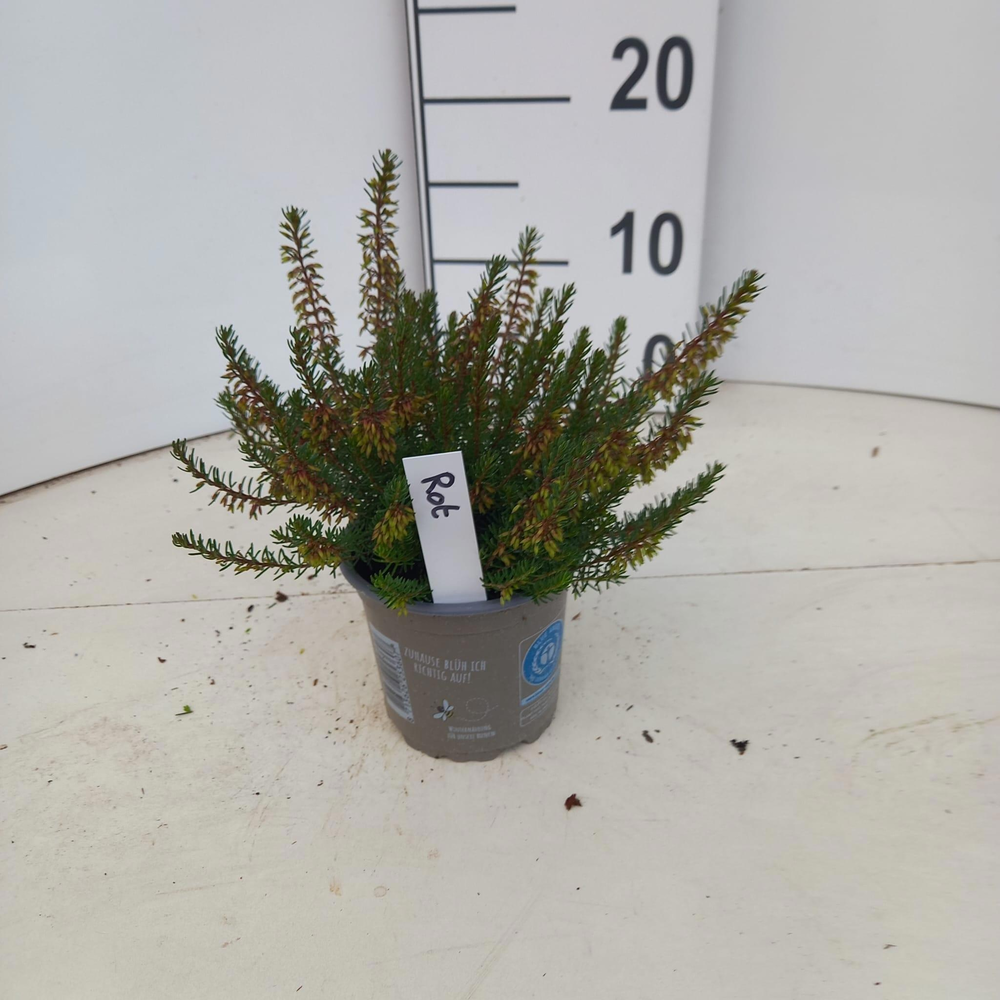 Erica carnea. Winter Ladies® 'Rot'.