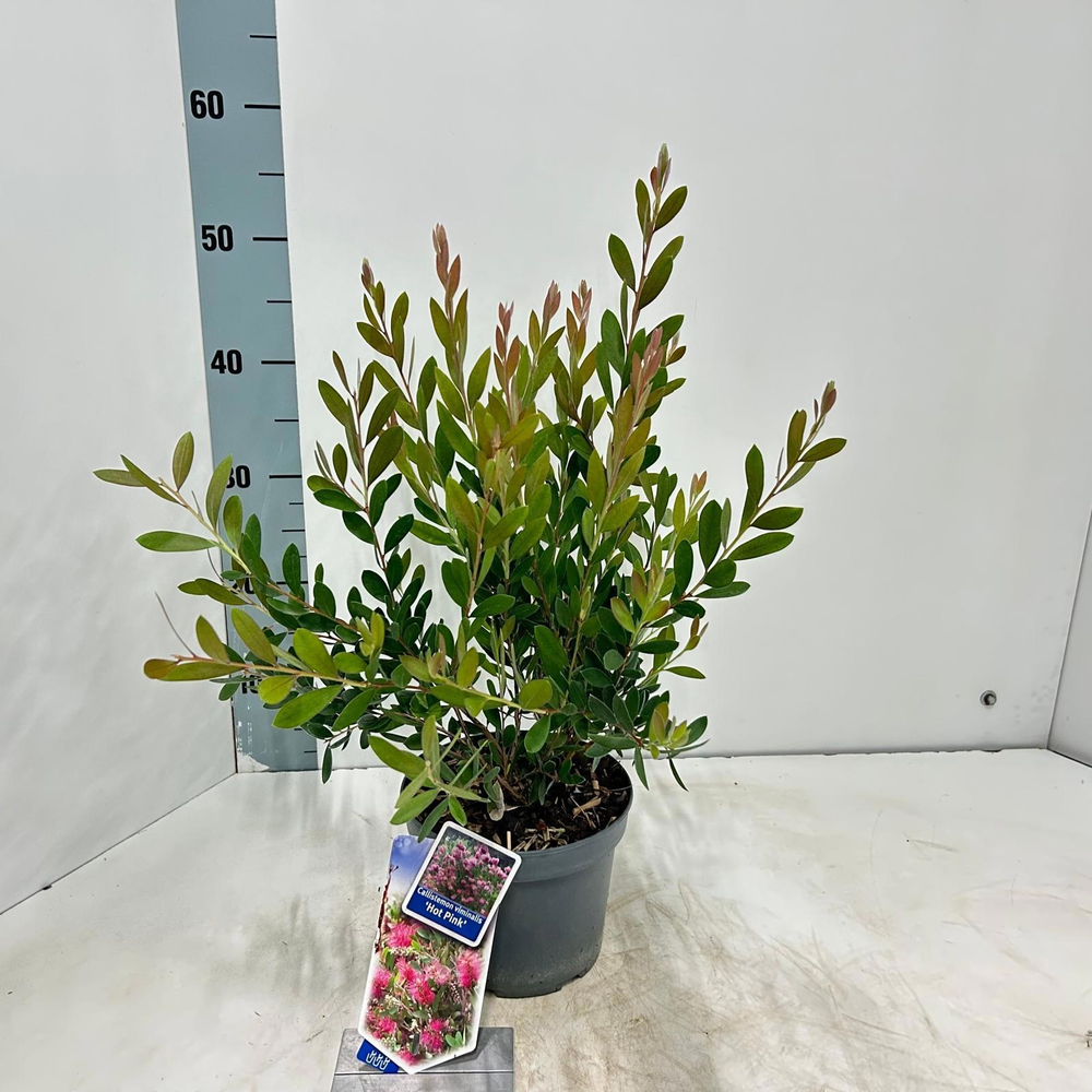 Callistemon viminalis HOT PINK ('Kko1'PBR).