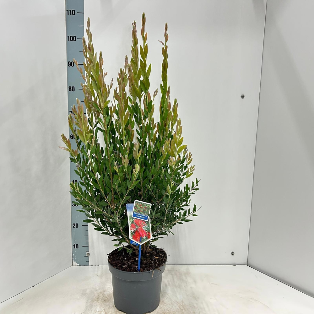 Callistemon viminalis INFERNO ('Yanferno'PBR).