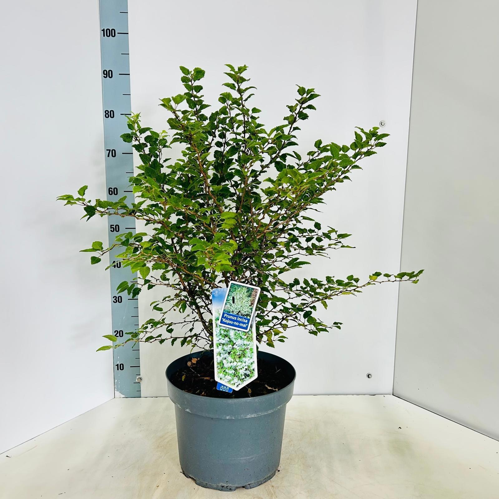 Prunus incisa 'Kojou-no-mai'.