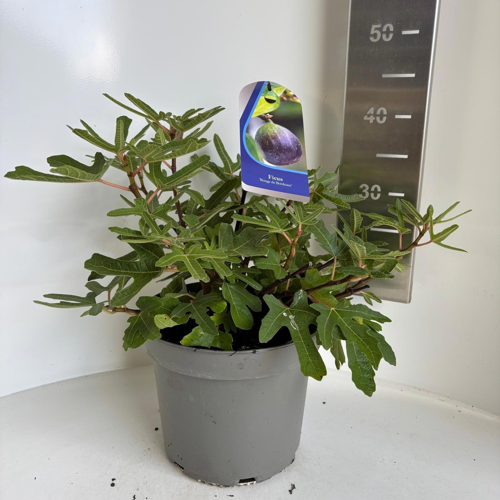 Ficus carica 'Rouge de Bordeaux'.
