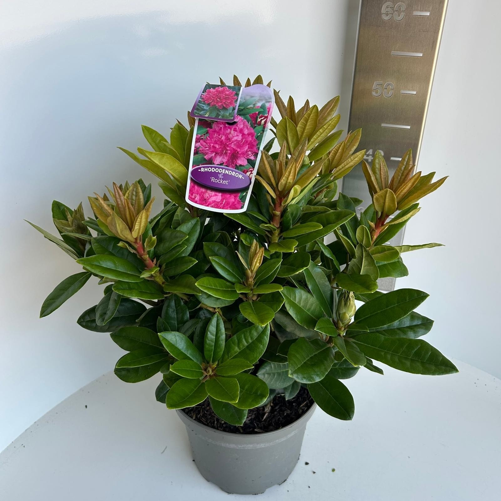 Rhododendron 'Rocket'.