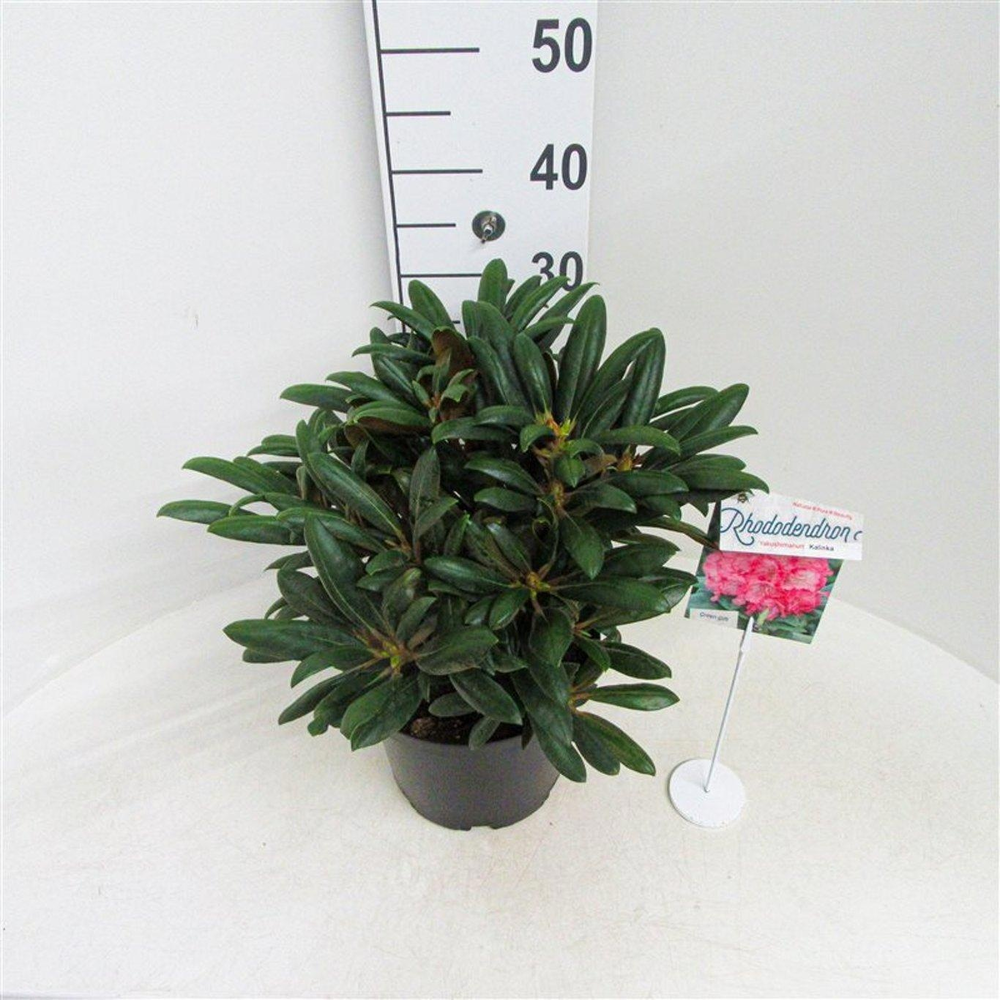 Rhododendron (Y) 'Kalinka'.