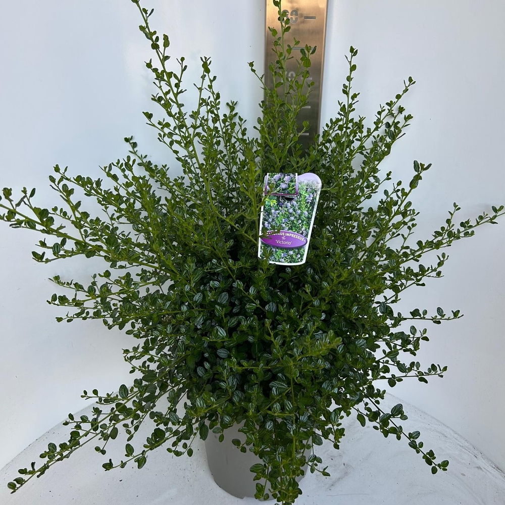 Ceanothus impressus 'Victoria'.