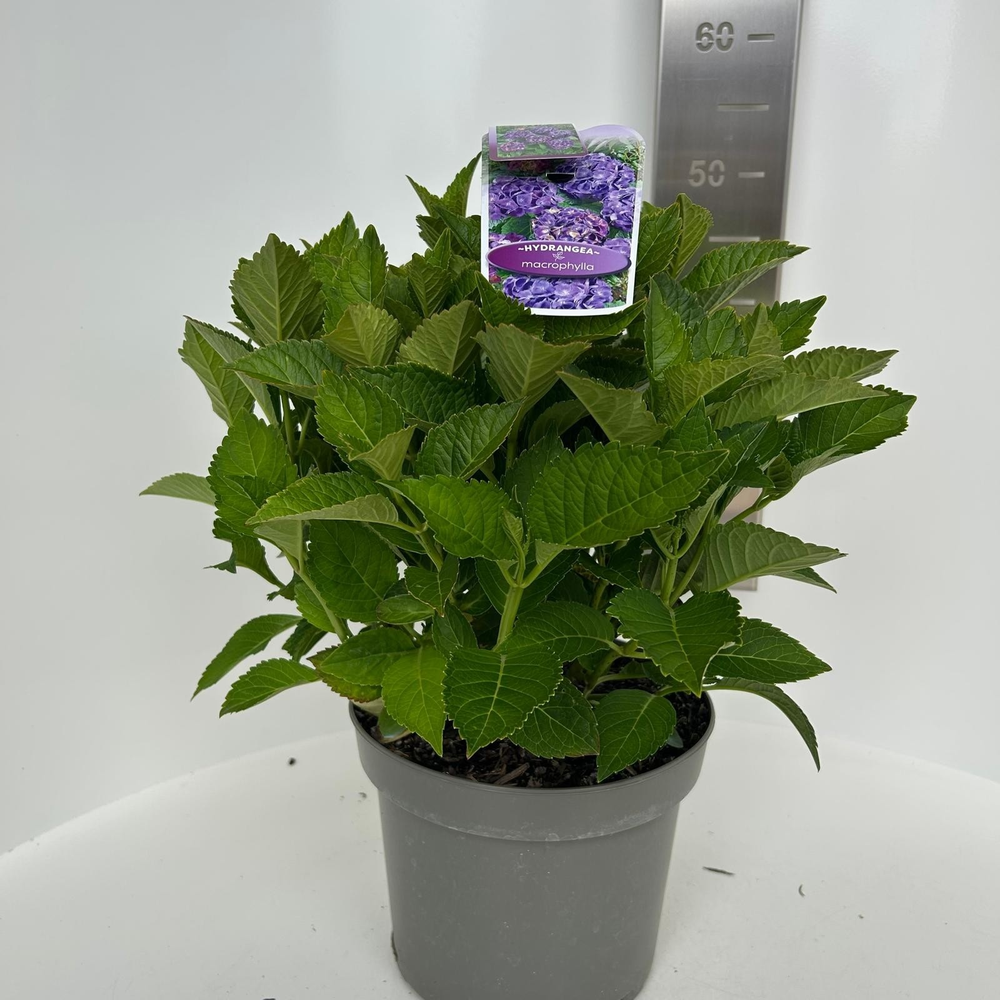 Hydrangea macr. Paars (bol).