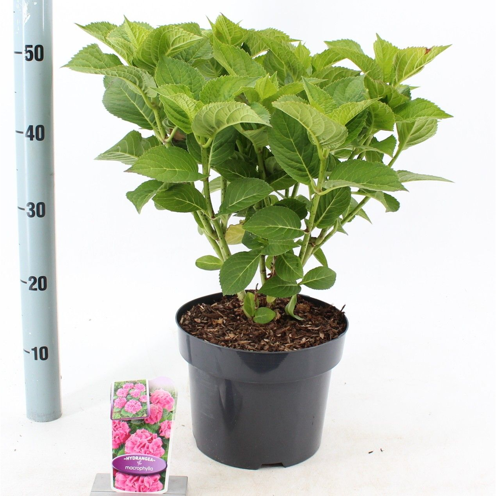 Hydrangea macr. Roze (bol).