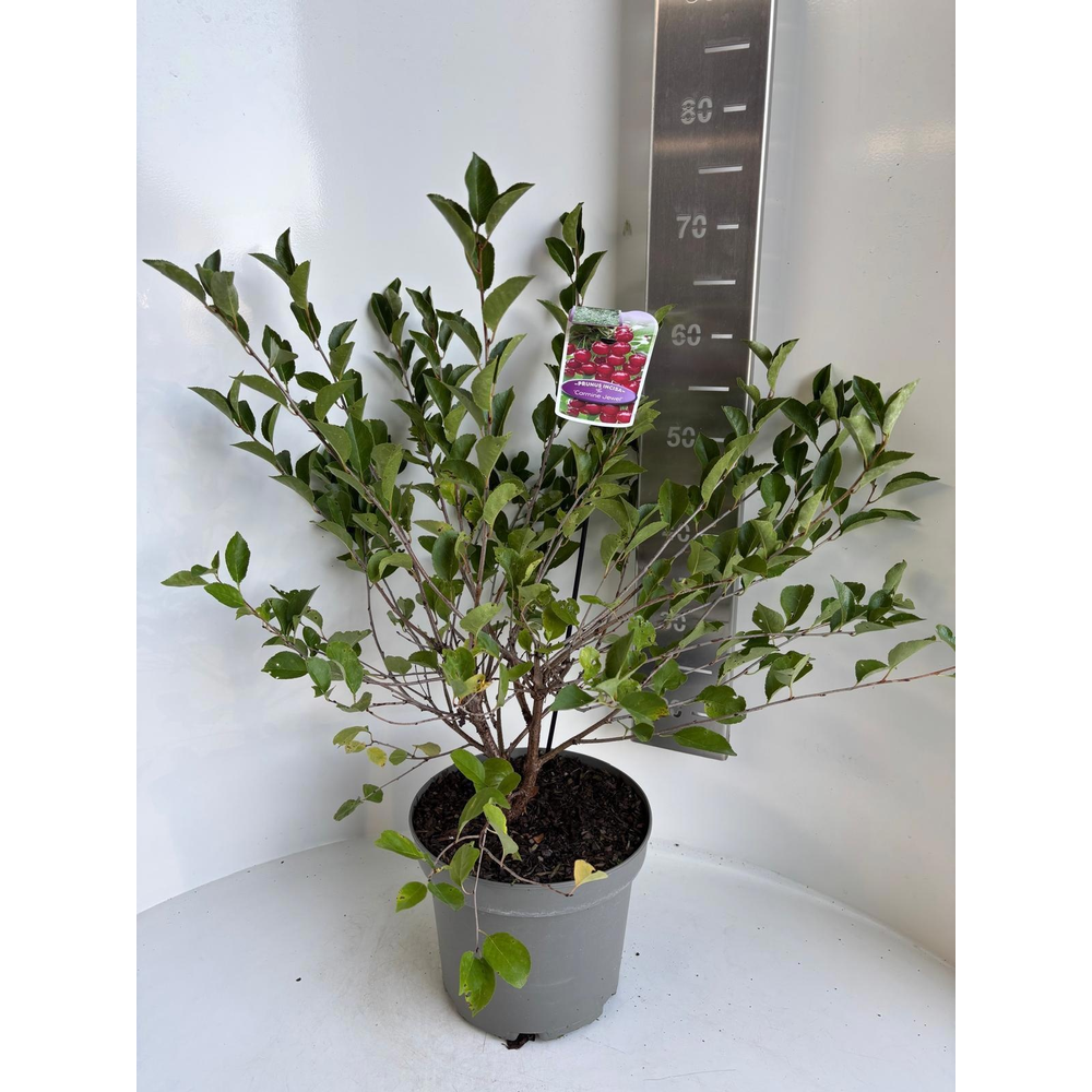 Prunus incisa 'Carmine Jewel'.