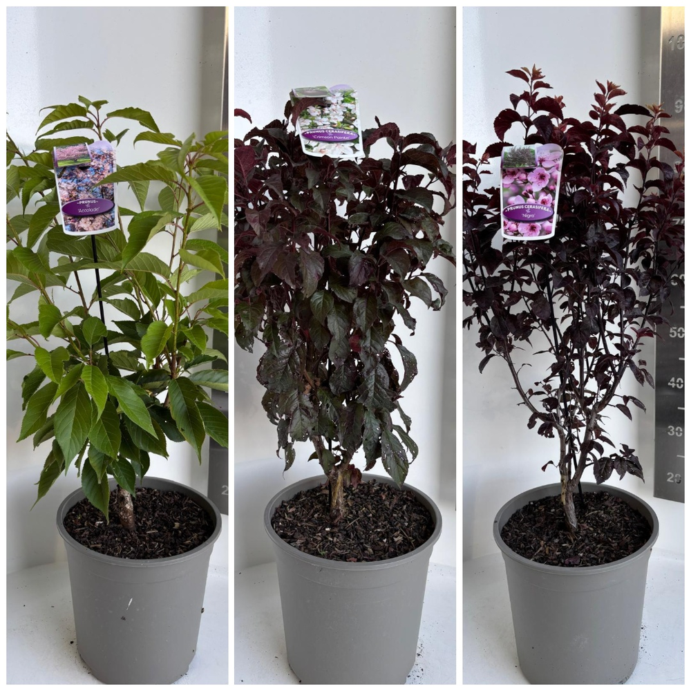 Prunus cerasifera mix (minimum order one layer).