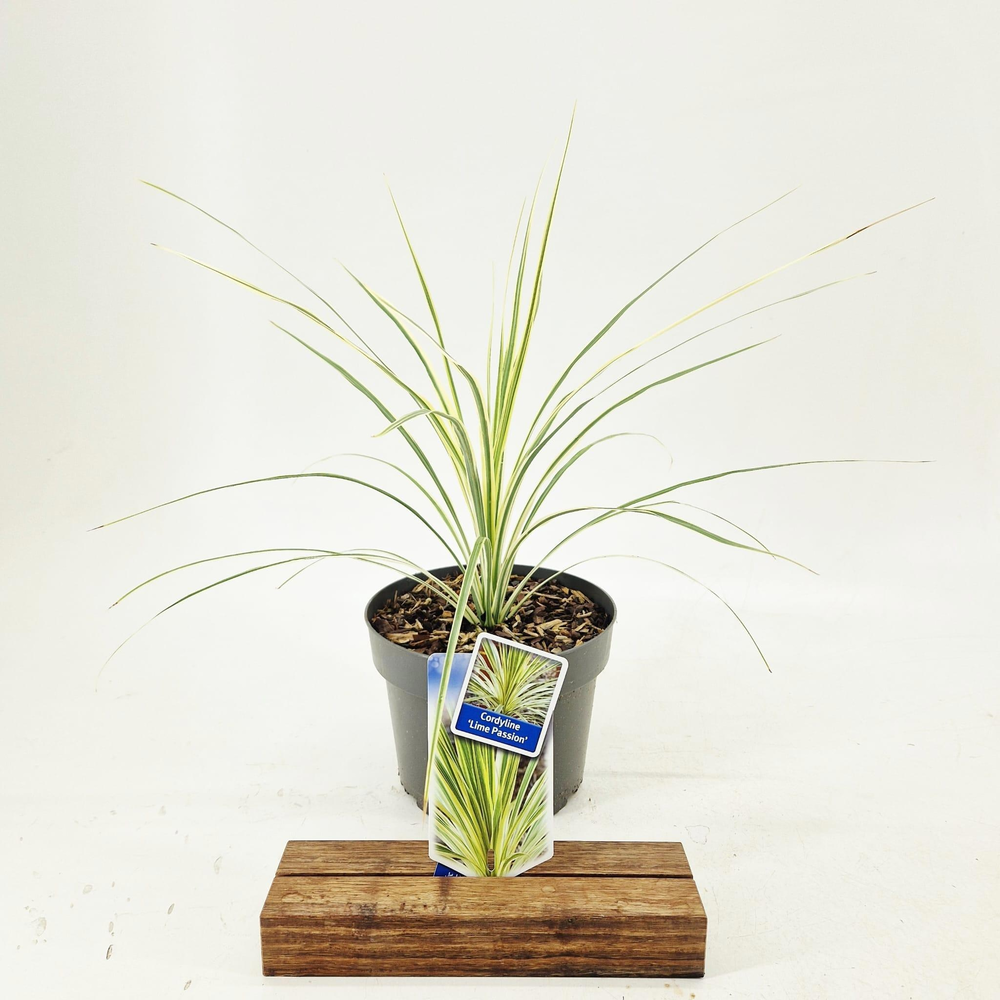 Cordyline australis 'Lime Passion'.