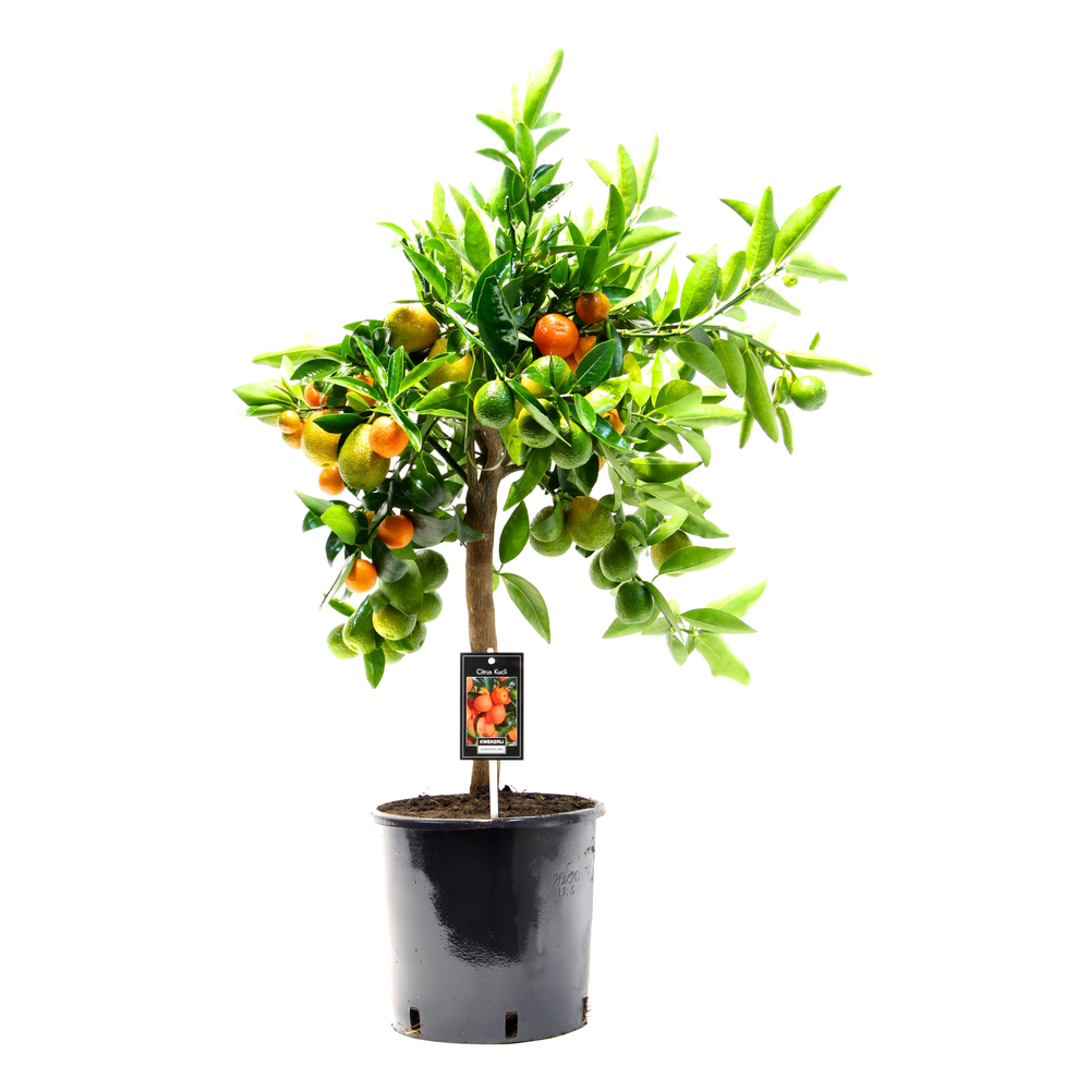 Citrus Kuclie.