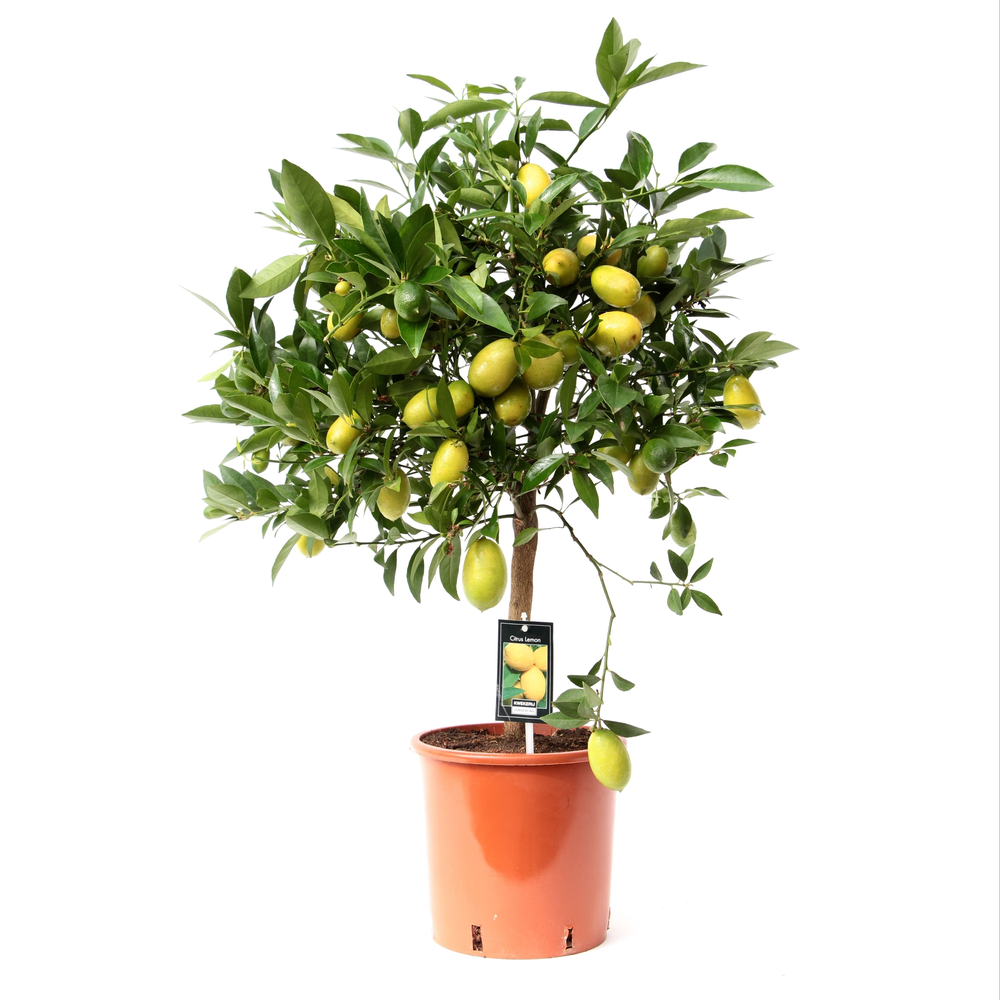 Citrus Limequat.