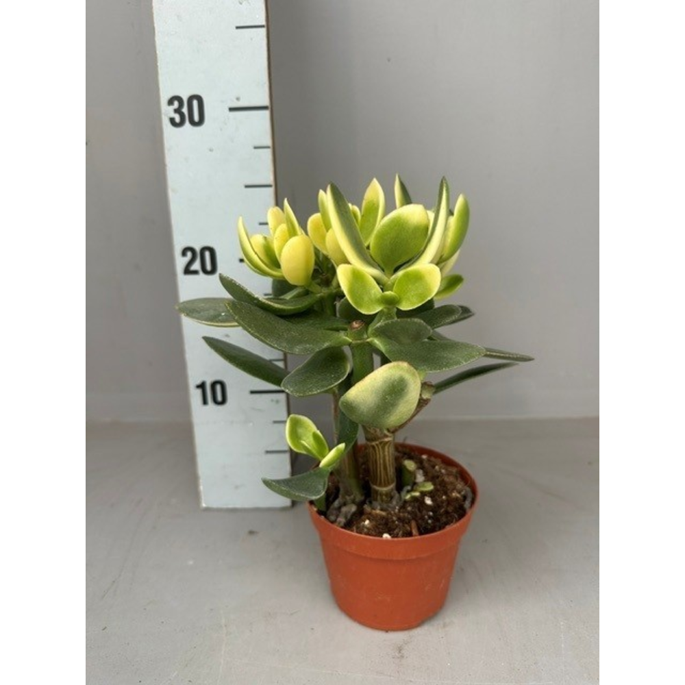 Crassula ovata jade.