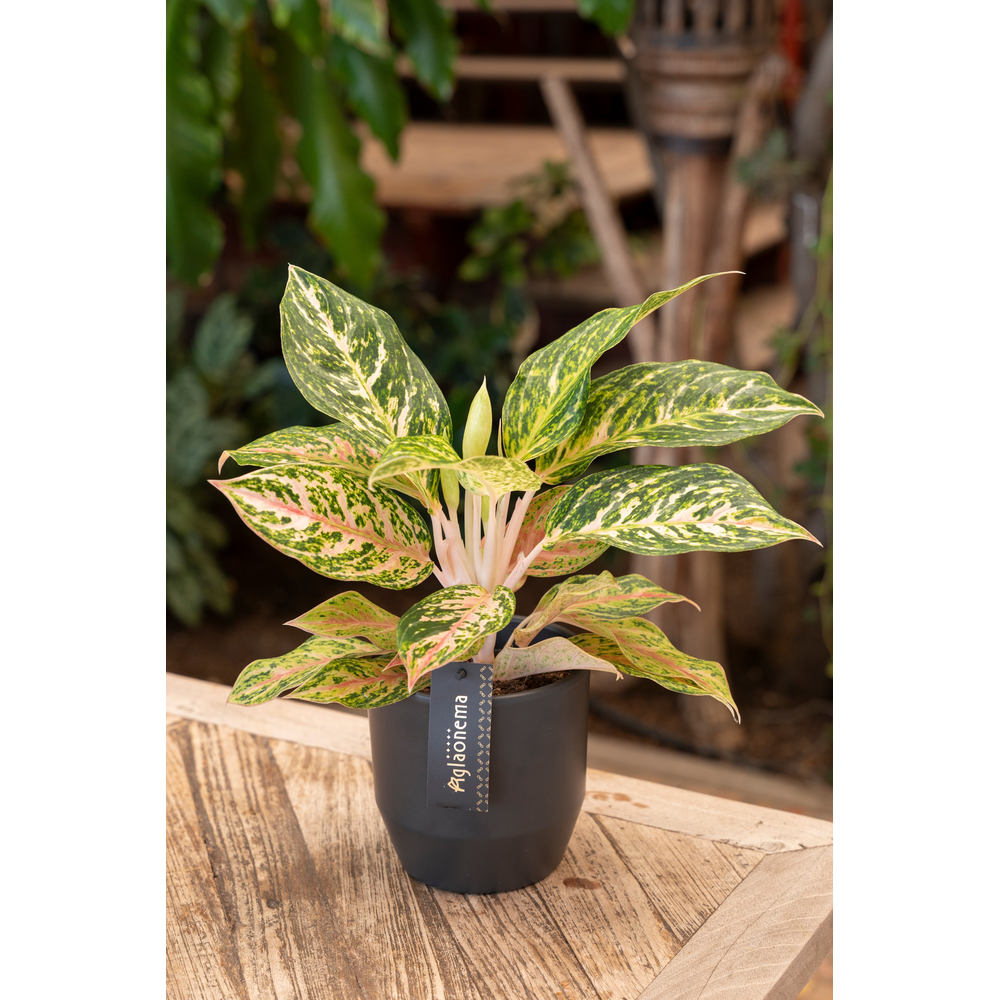 Aglaonema Melon Candy.