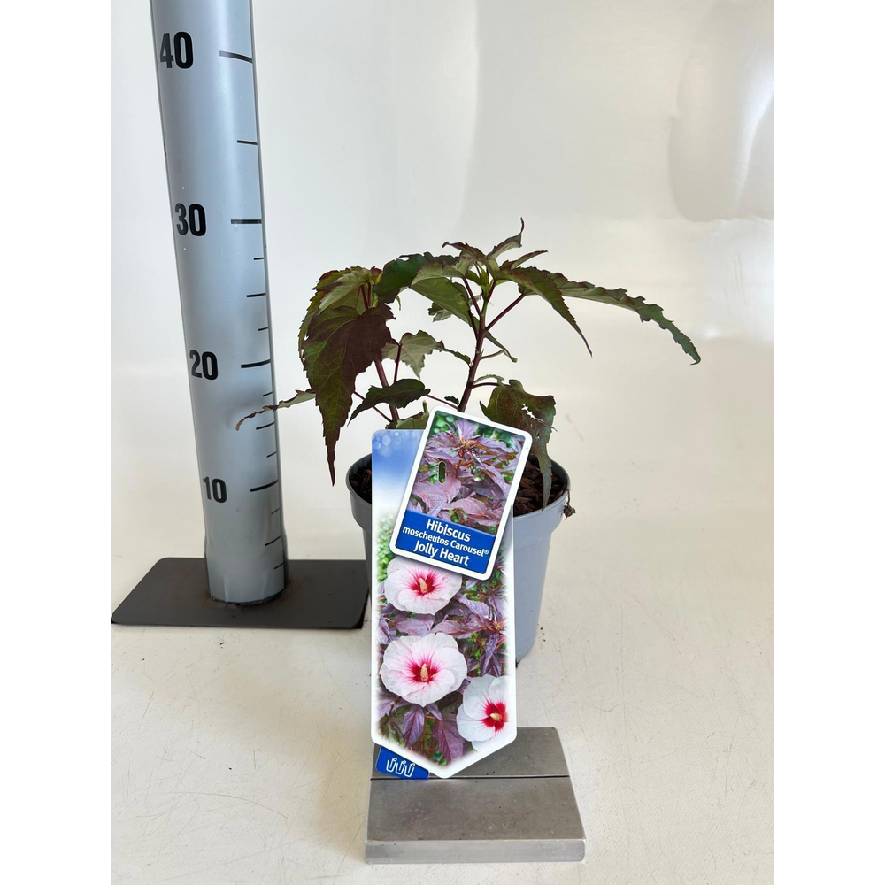 Hibiscus Carousel Jolly Heart ('Tahi56'PBR).