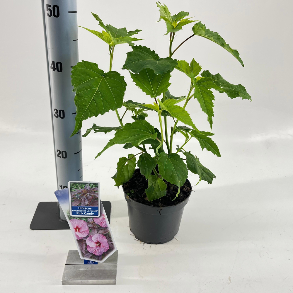 Hibiscus Carousel Pink Candy ('Tahi12'PBR).