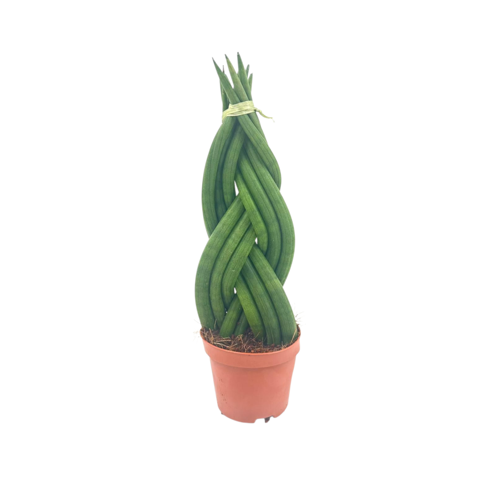 Sansevieria Cylindrica Braided 12 cm.