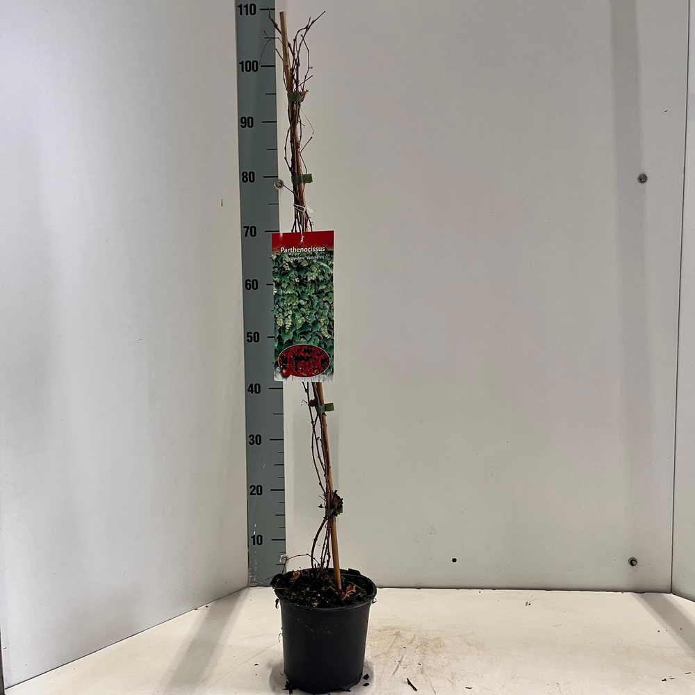 Parthenocissus tr. 'Veitchii' - gestokt.