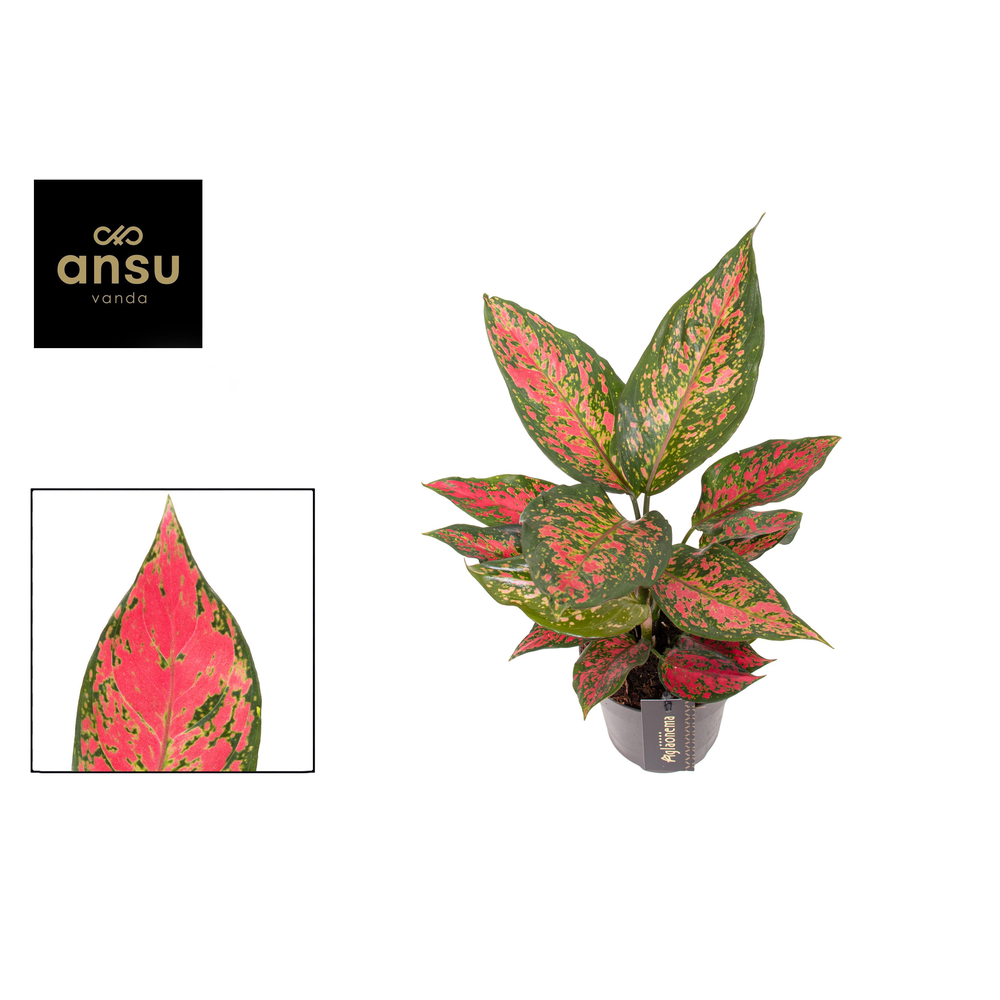 Aglaonema Strawberry Baby.