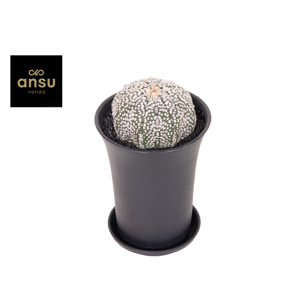Astrophytum Asterias Super Kabuto XL.