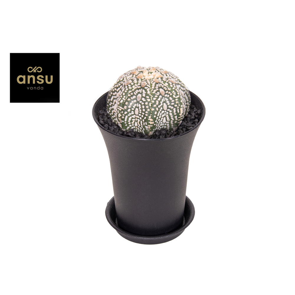 Astrophytum Asterias Super Kabuto XXL.